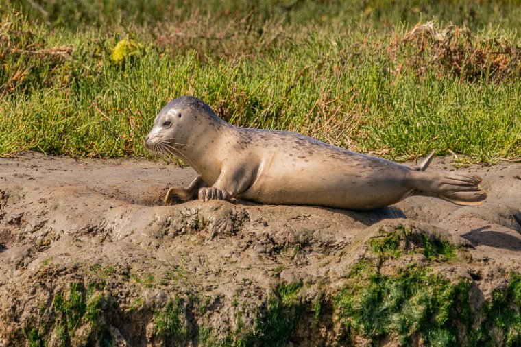 002 Moss Landing, zeehond.jpg